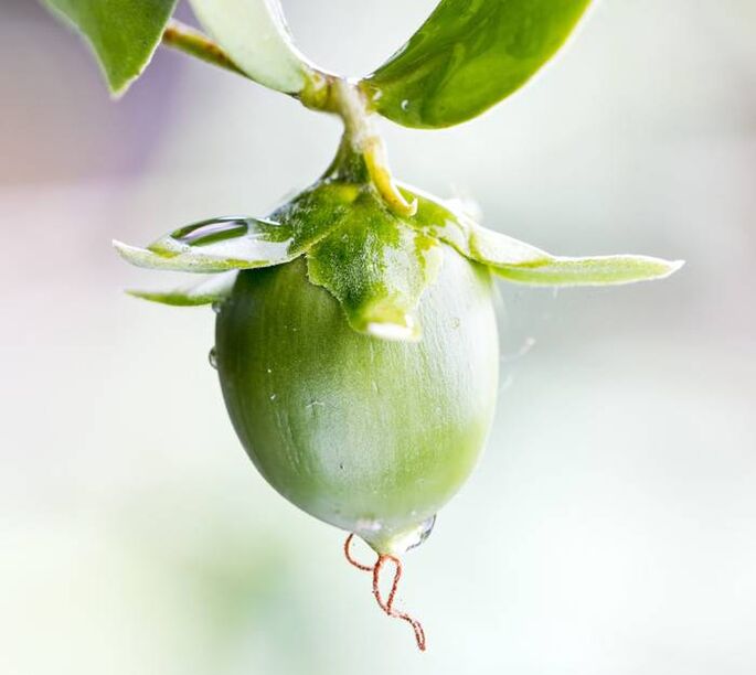 روغن مرطوب کننده ضد چروک به دست آمده از میوه جوجوبا